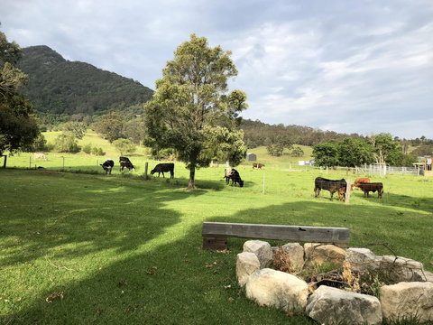 Arcadia - The Barn Cottage & Rosehill Cottage - Accommodation in Surfers Paradise 29