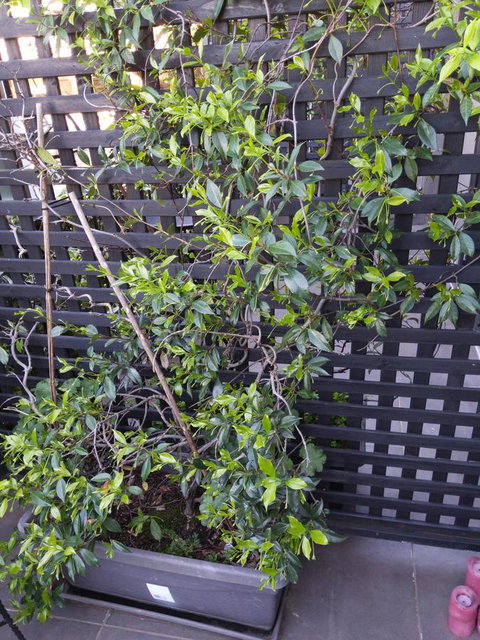 Bayswater Boutique Lodge - Accommodation in Surfers Paradise 7