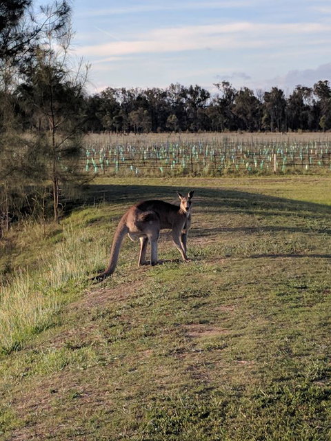 Madigan Wine Country Cottages - Accommodation in Surfers Paradise 7