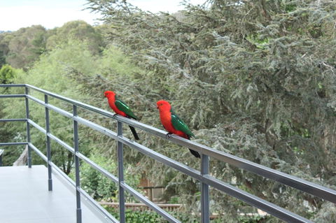 Bundanoon Lodge - Accommodation in Surfers Paradise 7