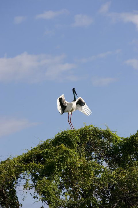 Mercure Kakadu Crocodile - Accommodation in Surfers Paradise 34