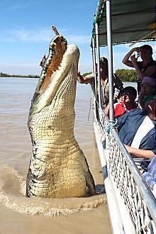 Kakadu @ The Kube (Darwin City) - Accommodation in Surfers Paradise 3