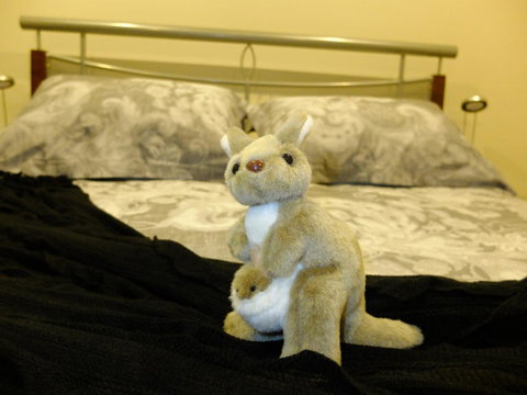 Rock Wallaby - Accommodation in Surfers Paradise 17