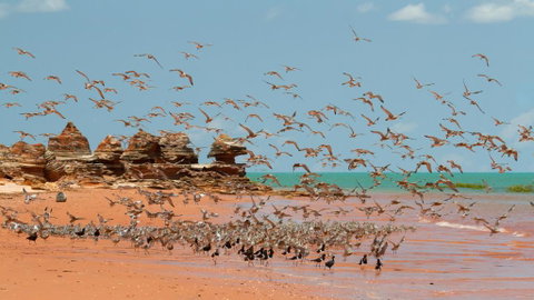 Broome Bird Observatory - Accommodation in Surfers Paradise 1