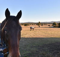 Clydesdale Cottage on Talga with real Clydesdale Horses - Accommodation in Surfers Paradise