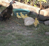Corella Creek Country Farm Stay - Accommodation in Surfers Paradise