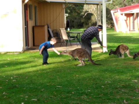 Kalgan River Chalets And Caravan Park - Accommodation in Surfers Paradise 0