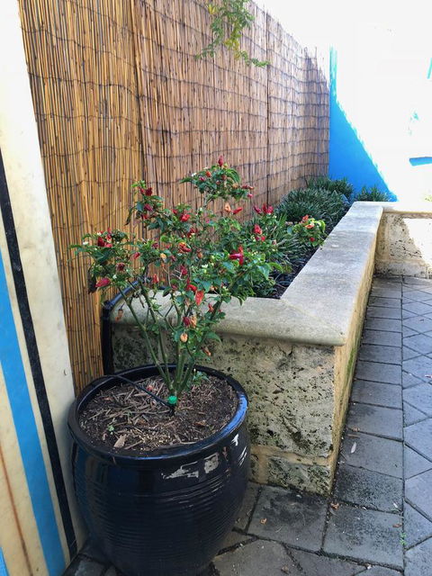 BeachHideaway@Scarborough - Accommodation in Surfers Paradise 33