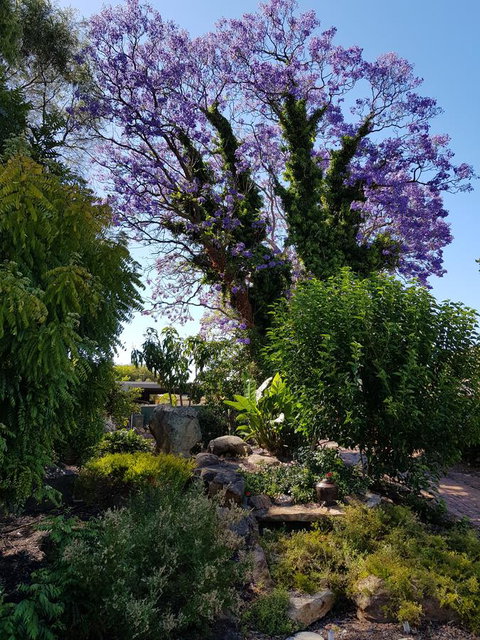 Jacaranda Hideaway Bed & Breakfast - Accommodation in Surfers Paradise 10