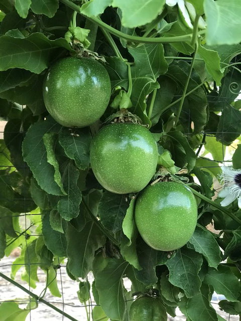 Cockburn Retreat Home æŸæ–¯æ‚ é–’æ°‘å®¿ - Accommodation in Surfers Paradise 23