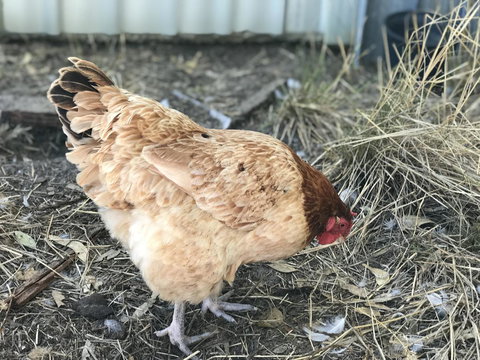 Cockburn Retreat Home æŸæ–¯æ‚ é–’æ°‘å®¿ - Accommodation in Surfers Paradise 30