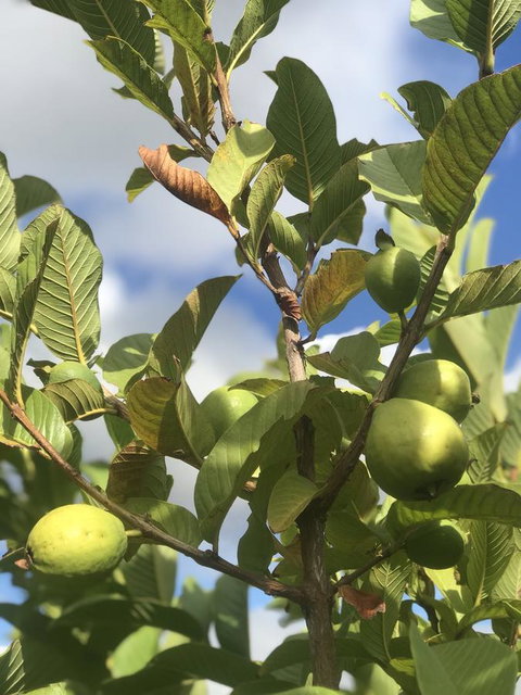 Cockburn Retreat Home æŸæ–¯æ‚ é–’æ°‘å®¿ - Accommodation in Surfers Paradise 22