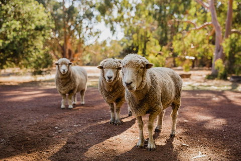 Margaret River Holiday Cottages - Accommodation in Surfers Paradise 15