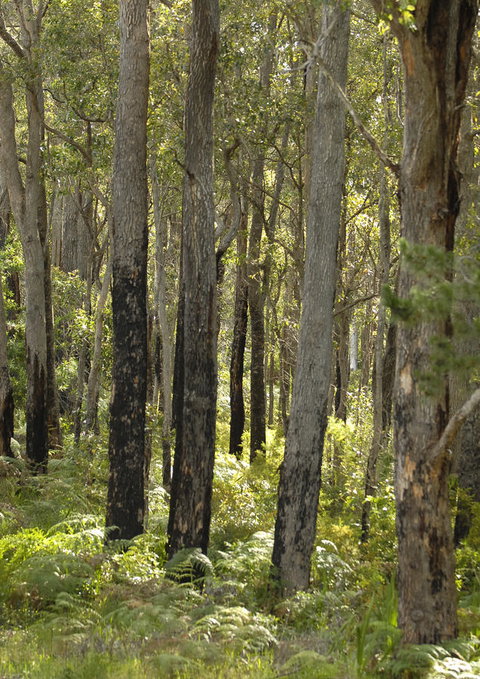 Margarets Forest - Accommodation in Surfers Paradise 36