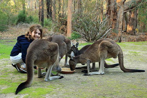 Yelverton Brook Conservation Sanctuary - Accommodation in Surfers Paradise 5