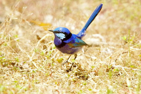 Yelverton Brook Conservation Sanctuary - Accommodation in Surfers Paradise 23
