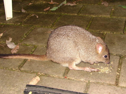 Yelverton Brook Conservation Sanctuary - Accommodation in Surfers Paradise 37