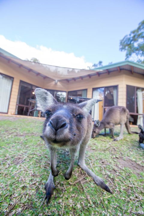 Yelverton Brook Conservation Sanctuary - Accommodation in Surfers Paradise 17