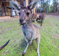 Yelverton Brook Eco Spa Retreat  Conservation Sanctuary - Accommodation in Surfers Paradise