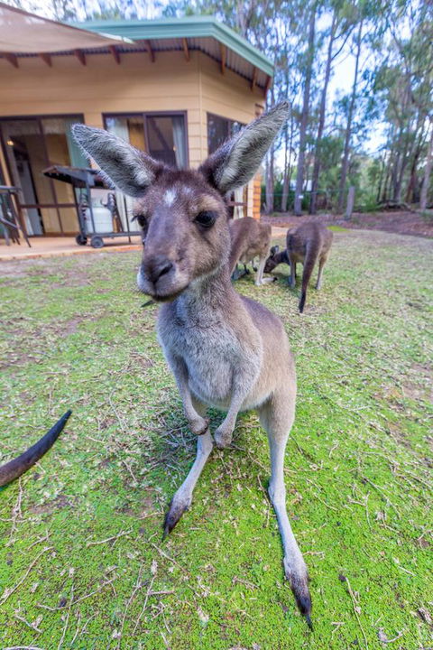 Yelverton Brook Conservation Sanctuary - Accommodation in Surfers Paradise 0