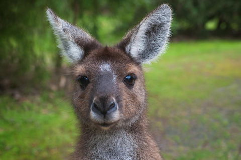 Yelverton Brook Conservation Sanctuary - Accommodation in Surfers Paradise 25