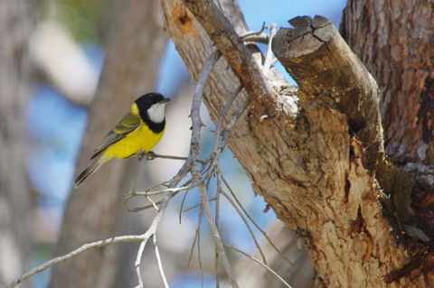 Yelverton Brook Conservation Sanctuary - Accommodation in Surfers Paradise 35