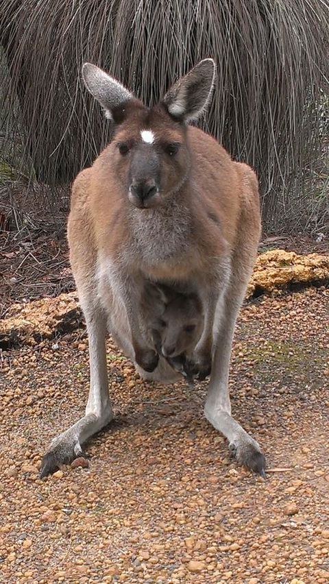Yelverton Brook Conservation Sanctuary - Accommodation in Surfers Paradise 27