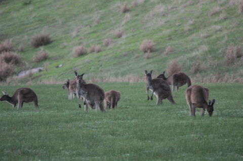 The Farmhouse - Accommodation in Surfers Paradise 14