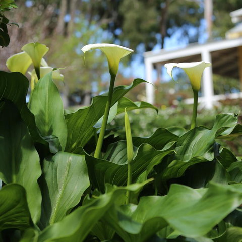 Two Sisters Chalets - Accommodation in Surfers Paradise 32
