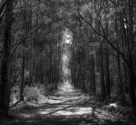 Indoyo Retreat - Accommodation in Surfers Paradise 40