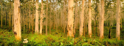 Indoyo Retreat - Accommodation in Surfers Paradise 34