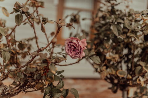 Bluebird Cottage - Accommodation in Surfers Paradise 25