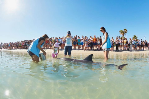 RAC Monkey Mia Dolphin Resort - Accommodation in Surfers Paradise 2
