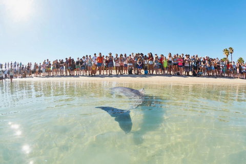 RAC Monkey Mia Dolphin Resort - Accommodation in Surfers Paradise 3
