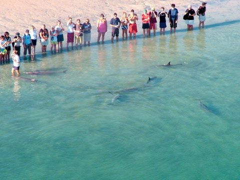 RAC Monkey Mia Dolphin Resort - Accommodation in Surfers Paradise 4