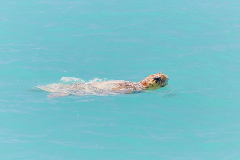 RAC Monkey Mia Dolphin Resort - Accommodation in Surfers Paradise 20