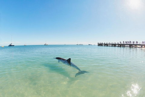 RAC Monkey Mia Dolphin Resort - Accommodation in Surfers Paradise 1