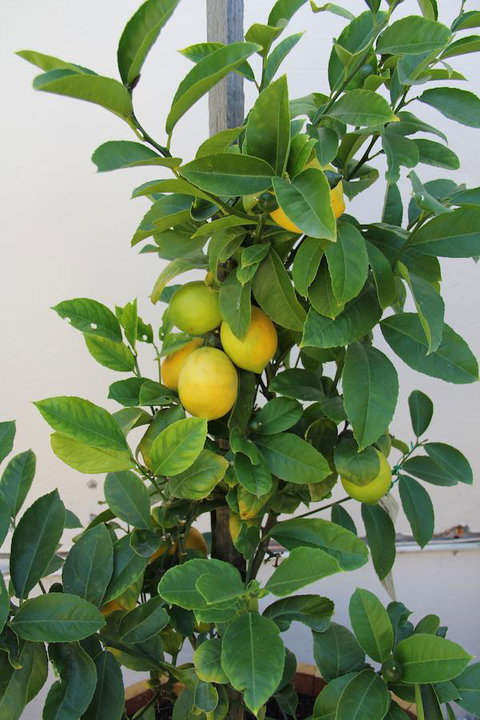 Old Bishop\'s Quarters Heritage, Modern & Unique Accommodation - Accommodation in Surfers Paradise 17