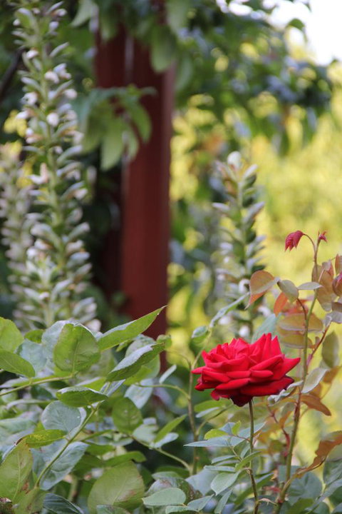 Old Bishop\'s Quarters Heritage, Modern & Unique Accommodation - Accommodation in Surfers Paradise 18