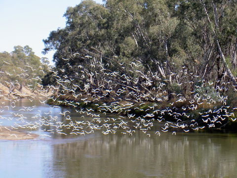 Paringa Grove Homestead - Accommodation in Surfers Paradise 3