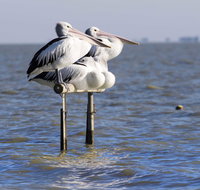 Pelican Perch Retreat - Accommodation in Surfers Paradise