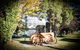 Strayleaves Caravan Park - thumb 0