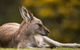 Gipsy Point Lodge & Cottages - thumb 39
