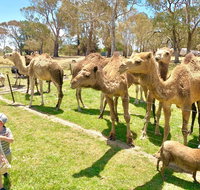 The Funny Farm - Animals / Churchhouse / Amazing Experience - Accommodation in Surfers Paradise