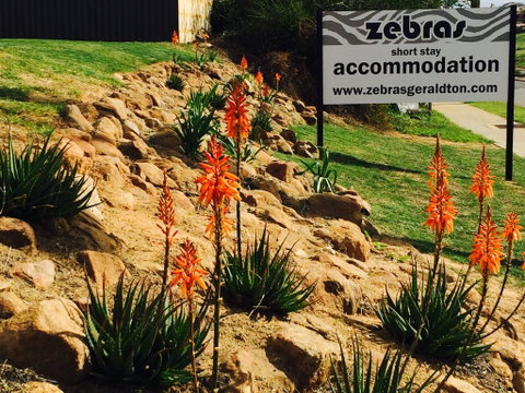 Zebras Guest House Geraldton - Accommodation in Surfers Paradise 2