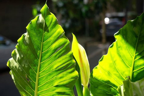 A Timeless Terrace House Of Elegance And Style - Accommodation in Surfers Paradise 3