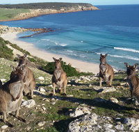 Waves  Wildlife Cottages Kangaroo Island - Accommodation in Surfers Paradise