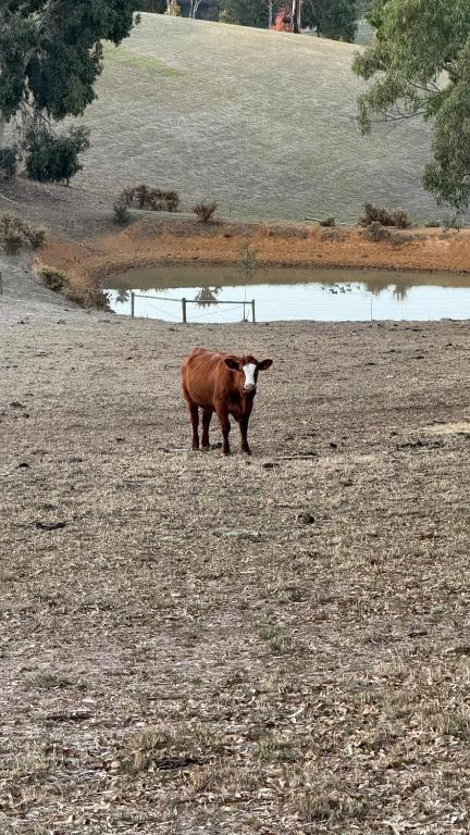 Farm Stay Picturesque Views - Accommodation in Surfers Paradise 3