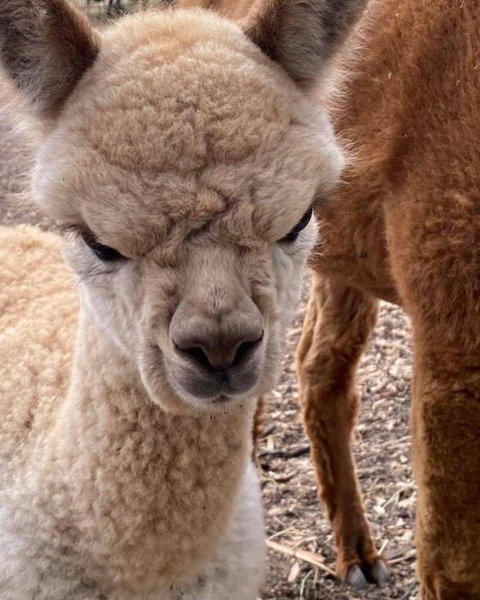 Gundaroo Retreat - Accommodation in Surfers Paradise 0