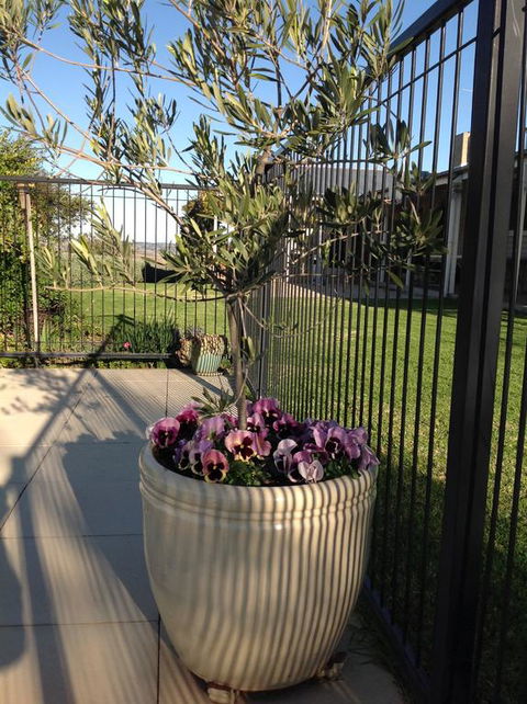 Amazing Views Pet Friendly Bed And Breakfast - Accommodation in Surfers Paradise 3